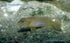 L-ocellatus.jpg