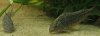 corynapoensis+trilineatus.jpg
