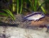 1L 333 C. arcuatus .jpg