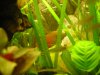 Zwergfadenfisch-Männchen.jpg