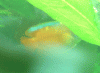 rff2.gif