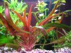 Cryptocoryne undulatus.jpg