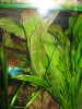 Echinodorus.jpg