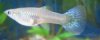 Guppy Krank!312.jpg