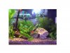 mein Aquarium 002.JPG
