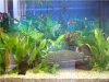Aquarium 002.jpg