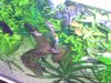 aquarium2 017.JPG