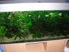 aquarium2 038.JPG