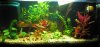 aquarium 022.jpg