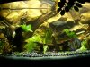 aquarium 130.jpg