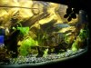 aquarium 129.jpg