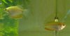 Fafi gold Duo.jpg