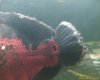 200708192156_00029.jpg