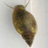 blasenschnecke.gif