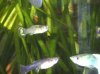 Guppy 2.jpg