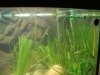 Aquarium007.jpg