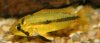 weib_mit_jungen_12012007.jpg