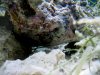 Aquarium 022.jpg