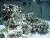 Aquarium 020.jpg