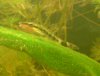 dsc00090a.jpg
