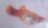 PLATY2.jpg