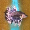 BlackCopperMarbleButterfly1.jpg