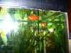 platy1.jpg