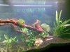 Aquarium2.jpg