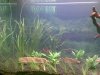 Aquarium1.jpg