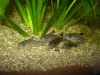Corydoras julii.JPG