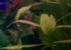 100_0052a.JPG
