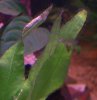 100_0049a.JPG