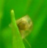 schnecke.jpg