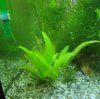 Echinodorus 17.11.07.jpg