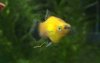 platy3.jpg