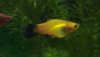 platy2.jpg