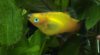 platy1.jpg