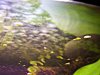 Aquarium 024.jpg