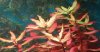 Plant.jpg