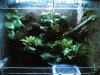 Mein Paludarium am07012007 (1).JPG