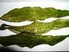 echinodorus2.jpg