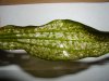 echinodorus.jpg