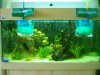 Aquarium mit Fischen.JPG