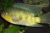 Weissaumbuntbarsch.jpg