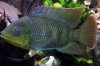 Weissaumbuntbarsch2.jpg