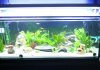 R0010731aquarium.JPG