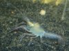 clarkii_blau.jpg