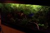 Ast im 54l Becken.jpg
