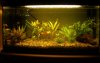 Aquarium2.JPG