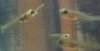 fisch4.jpg